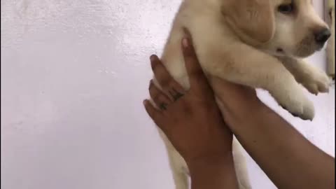 Free! free labrador labrador puppy for free adoption puppy giveaway spf