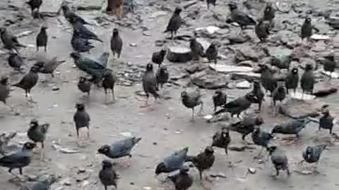 The Birds Arrive Just In Time For Food Every Morning | Amazing Video
