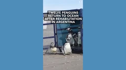 Penguins return home after rehabilitation in Argentina
