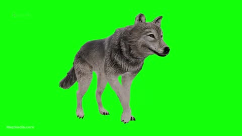 Wolf Green Screen Free Animal Chroma key for TikTok Video Editing Motion Graphic