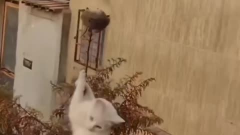 Funny Cat Video's That Will Make You Laugh