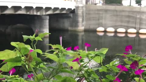 Mirabilis jalapa or four a clock flower blooming on the river bank..💐💐💐