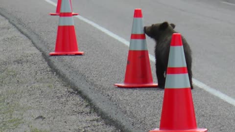 Grizzly Cubs and Cones