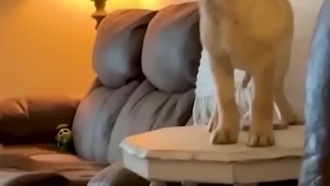 Very funny video cat and dog funny video 😁