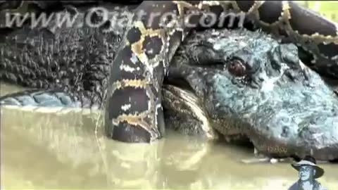 Python vs Alligator 01 -- Real Fight -- Python attacks Alligator