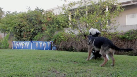 Just Some Dogs Playing in the Garden *-*