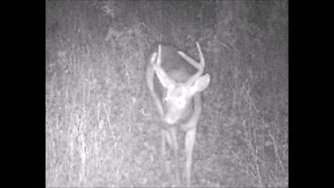 Fred Zepplin 2021, 9/3/21 Check Out This Fork Buck!!