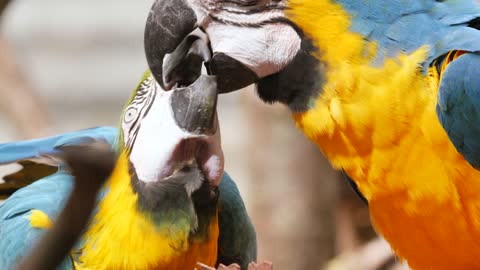 Parrot bird feeds his son