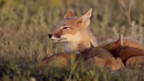 How Golden Eagle Attacks Fox From The Sky