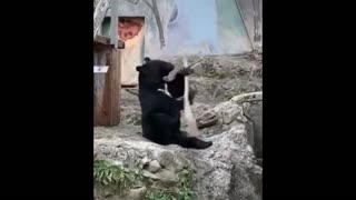 cute cat and dog- short funny cat and dog video