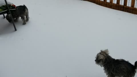 My little monsters Trixie and Ginger having fun after an ice storm!