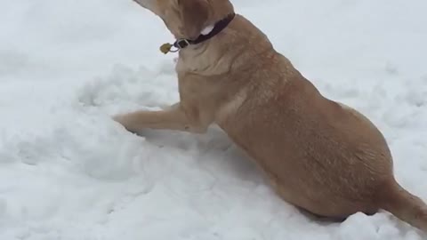 Dog enjoys snow in slow motion