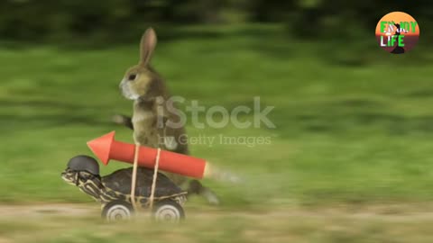 The hare and the tortoise race funny video