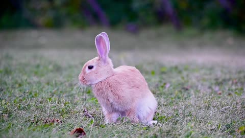 cute pink rabbit