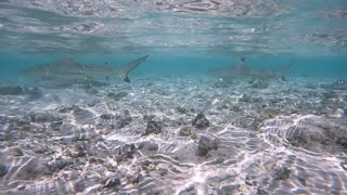 Sharks Swim in Shallow Water
