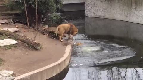 😂 Lion Falls into the Water in German Zoo - Hilarious Animal Fail 😂