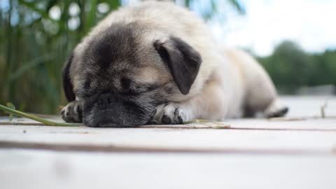 Adorable puppy 🐶 sleeping