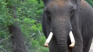 A Wild Elephant Crosses Our Path on Safari