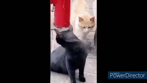 Funny Animals | Funny Cats and Dogs | Just for laugh
