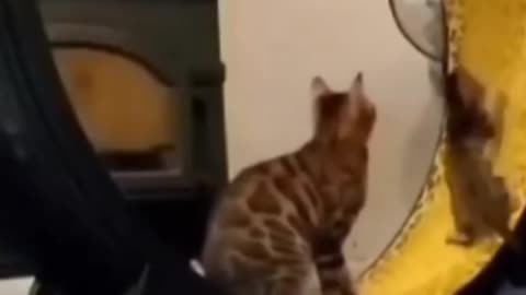 So cute cat funny video