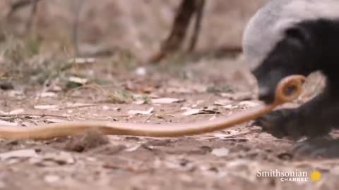 A Honey Badger and mole snak fight