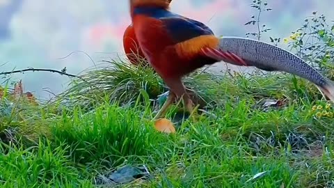 Chinese Beautiful Bird | Awesome Sound In The World #birds #virel #rumble #foryou