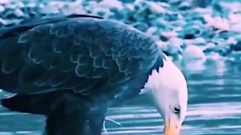 How This Bird (Eagle) attacks its hunting target and how it covers it??