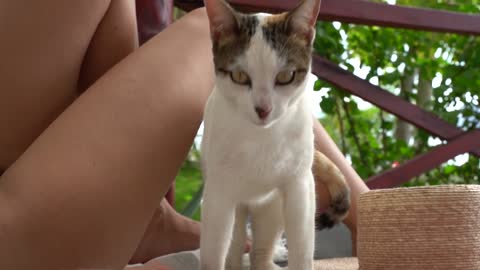 Cat near a woman relaxing