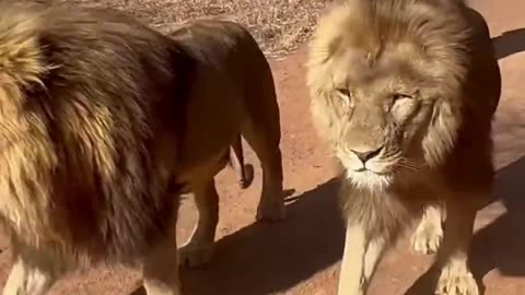 Watch a cheerful woman carrying a stick in her hand and leading a pride of lions!!!