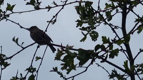 House Sparrow Video In Great Britain.