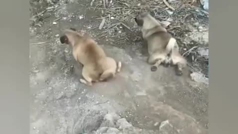 funny animal😽cute cat and dog‼️one minute