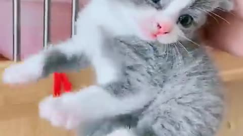 Cute cat video