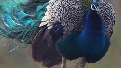 The beauty of peacocks