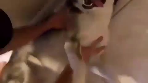 Husky dog ​​playing with its owner in the bathroom while taking a shower