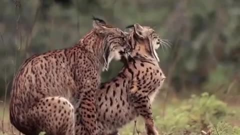 Animals funny videi