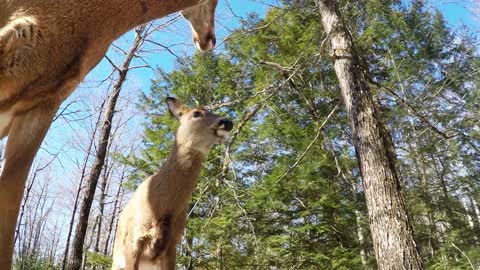 Ciervo salvaje pisa una GoPro, creando una filmación sorprendentemente hermosa