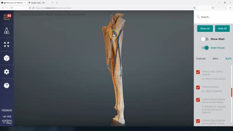 Equine forelimb elbow down (veins arteries nerves) - 3D Veterinary Anatomy & Learning IVALA®