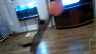 Cats v Balloon