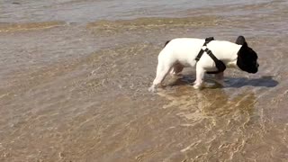 Puppy meets Lake Michigan For First Bath Time