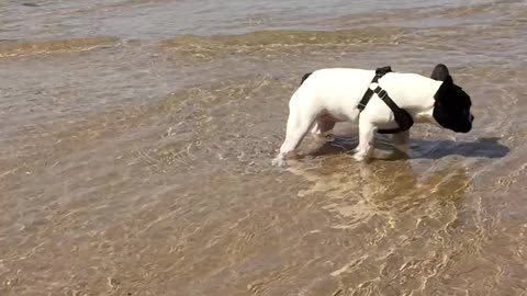 Puppy meets Lake Michigan For First Bath Time