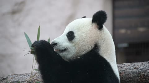 The Young Panda Eats shoots of Bamboo