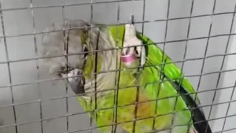 Conures in flying cage | Exotic Birds Official