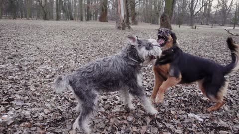 Slow motion video of two dogs playing with each other, dog play always a moment