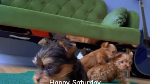 Cutest yorkie puppies playing