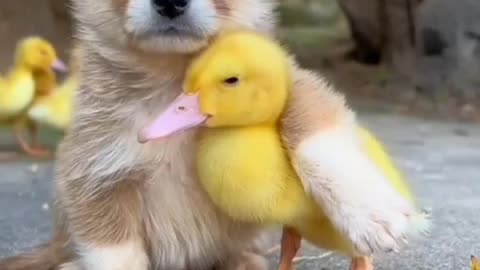 Caring Friendship: A little Duck and a Puppy