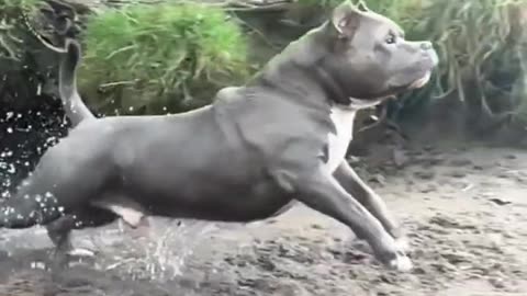 Pittbull dog Slow motion #puppies #shorts #viral