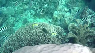 Climate change killing world's coral reefs - study