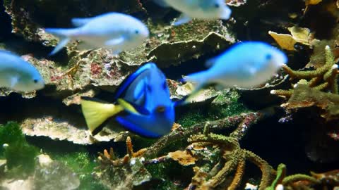 royal blue tang fish swim in coral reef