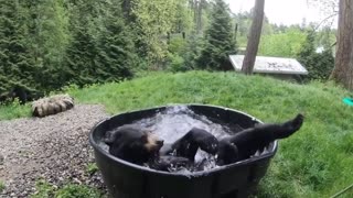 Just a bear enjoying a bath