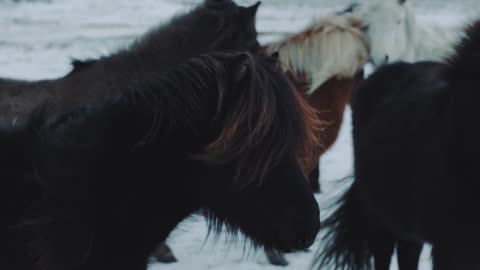 Beautiful fluffy icelandic horses